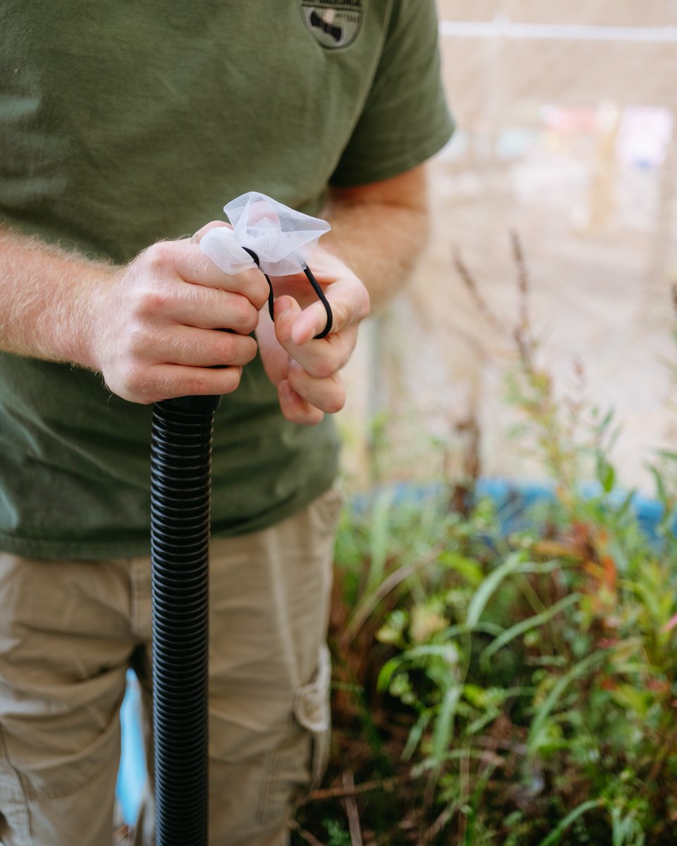 It's National Invasive Species Awareness Week! 🌿 Throwback to when Lumberjack Resource Conservation &amp; Development Council showed us their beetle cage, where they rear Galerucella beetle! 🐞These biocontrol agents help restore balance by keeping this purple loosestrife in check.