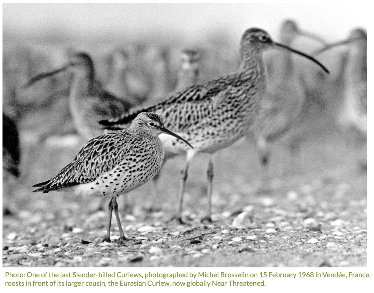 Wader Quest tweet media