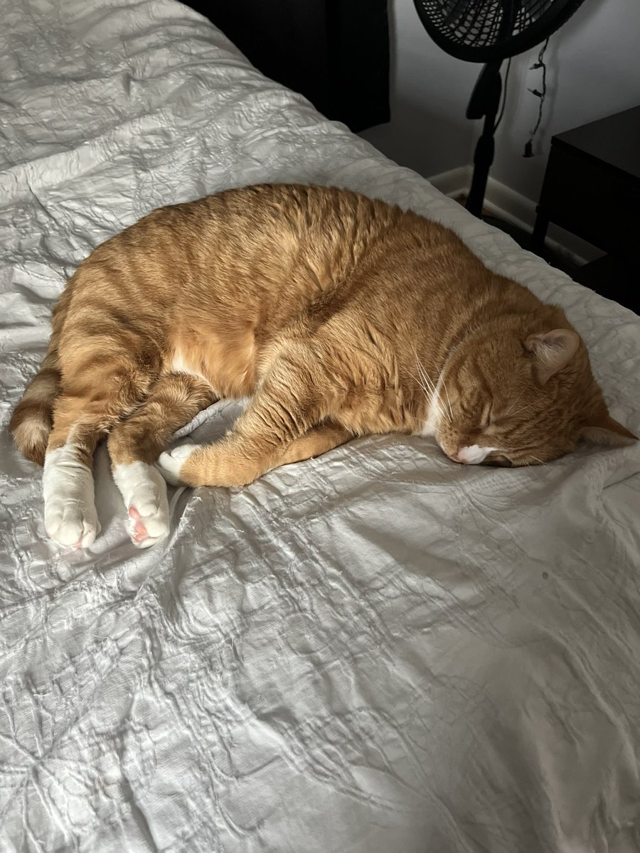 This baby boy is having dental surgery tomorrow. 1 like = 1 good luck Cubie 🧡🧡