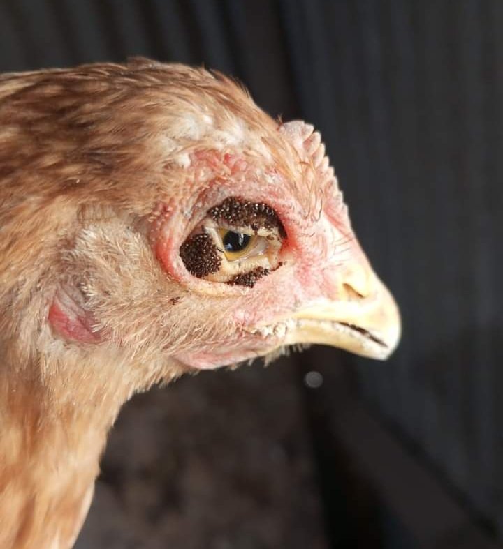 JUST MIH™ tweet media