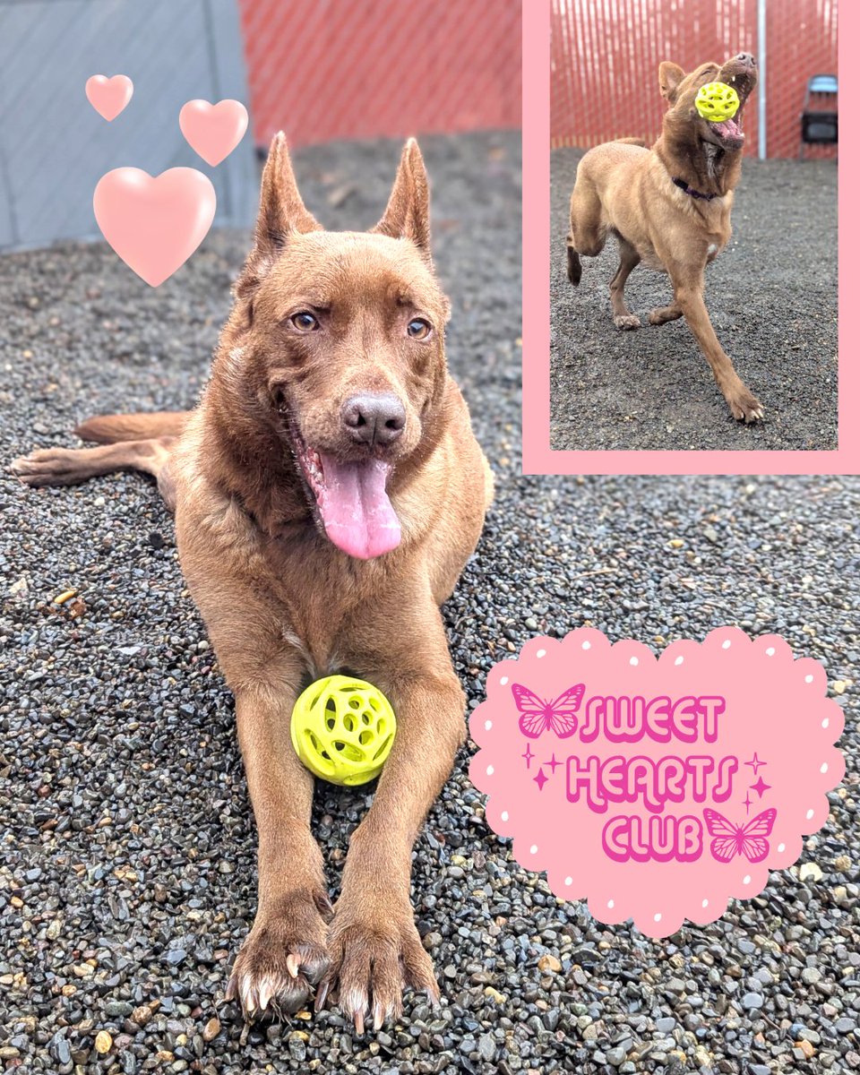 MultCoHealth's tweet image. 💝 Perfect loving German Shepard companion for a dog-only home multcopets.org/adoptable/3221…
@MultCoPets is experiencing a high intake of #dogs, and is urging support from the #community to #adopt. Special Valentine&apos;s month dog adoption fees $25, all month. See multcopets.org