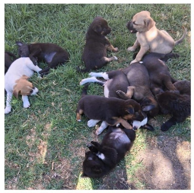 Estos bebés fueron abandonados en una carretera. Gracias a Dios una chica los vió, no pudo dejarlos ahí y los subió a su auto. Momentáneamente los está acogiendo en su casa, pero necesitan encontrar un hogar. Si deseas adoptar, comunícate al +56998280808. Favor RT!
#Quilpué