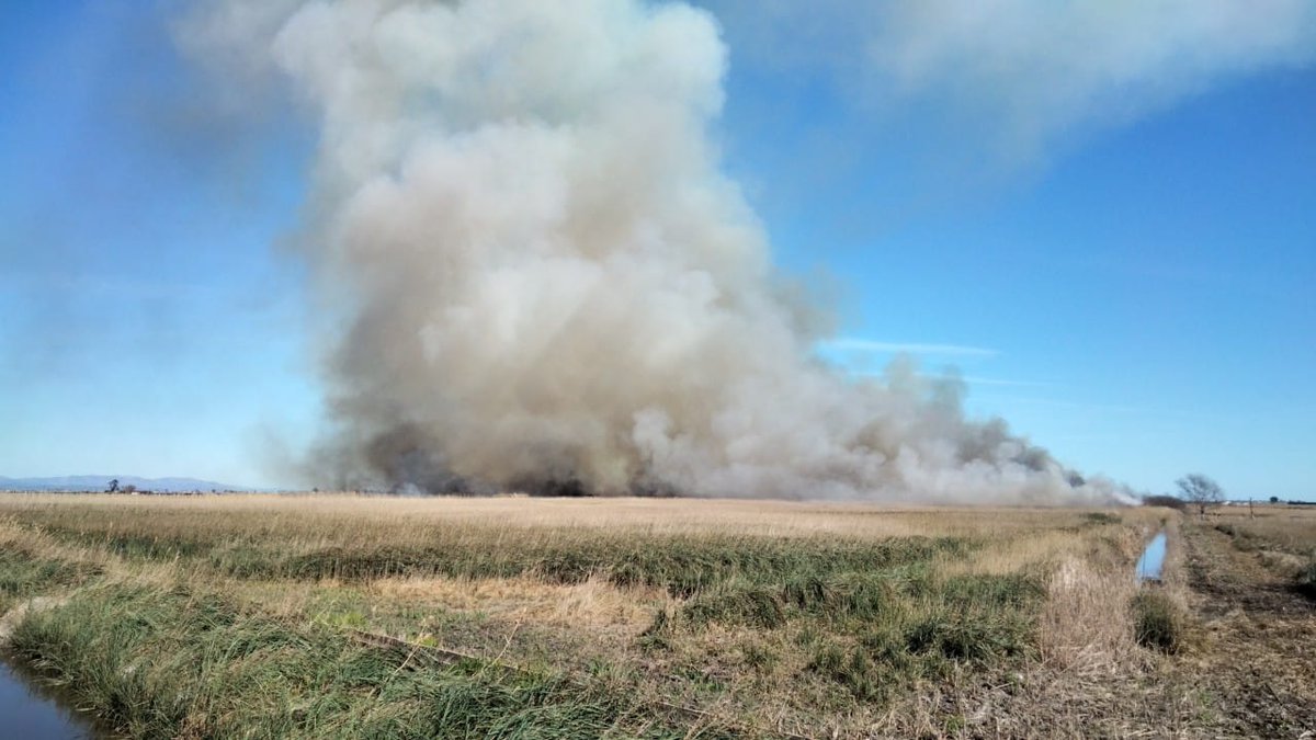 Agricultura (@agriculturacat) on Twitter photo 🔥Realitzem amb el Grup Especial de Prevenció d'Incendis Forestals #GEPIF #ForestalCatalana una crema prescrita de vegetació a proposta de <a href="/parcscat/">Parcs de Catalunya</a> al #PNDeltaEbre.
🦩L'objectiu és el manteniment i la millora de la biodiversitat en zones humides. 🔥Realitzem amb el Grup Especial de Prevenció d'Incendis Forestals #GEPIF #ForestalCatalana una crema prescrita de vegetació a proposta de <a href="/parcscat/">Parcs de Catalunya</a> al #PNDeltaEbre.
🦩L'objectiu és el manteniment i la millora de la biodiversitat en zones humides.