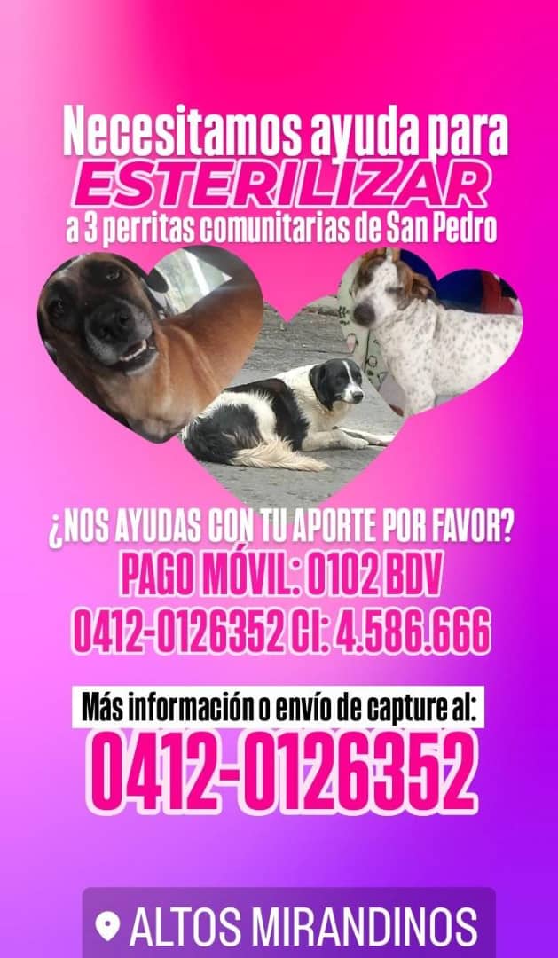 Se está recolectando fondos para ayudar a esterilizar 3 perritas comunitarias del basurero de San Pedro de los Altos.PAGO MOVIL:
Bco de Vzla 0102
0412-0126352 
Ci: 4.586.666
La meta es 150$
Contacto: 0412-0126352/ 0412-9385041 
Por favor si no puedes donar, por favor difunde.