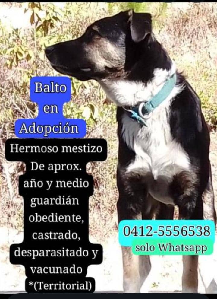 Hermoso perro en adopción. Está en los Teques Miranda. Se da a una familia que le de amor y cuidados