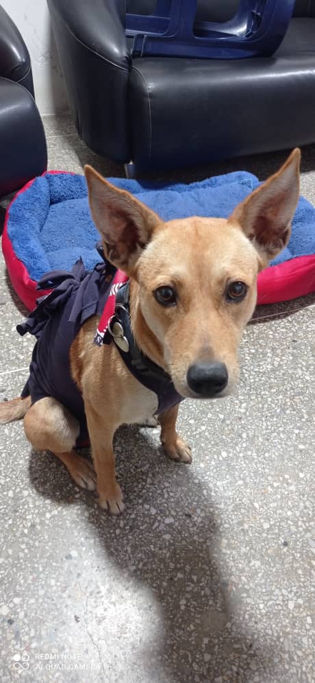 Está hermosa y noble perrita rescatada en celo fue esterilizada, en estos momentos está resguardada. urge hogar amoroso para ella para que no regrese a las calles se lleva muy bien con perros, gatos y niños. Dale la oportunidad de cambiar su vida 04141503962