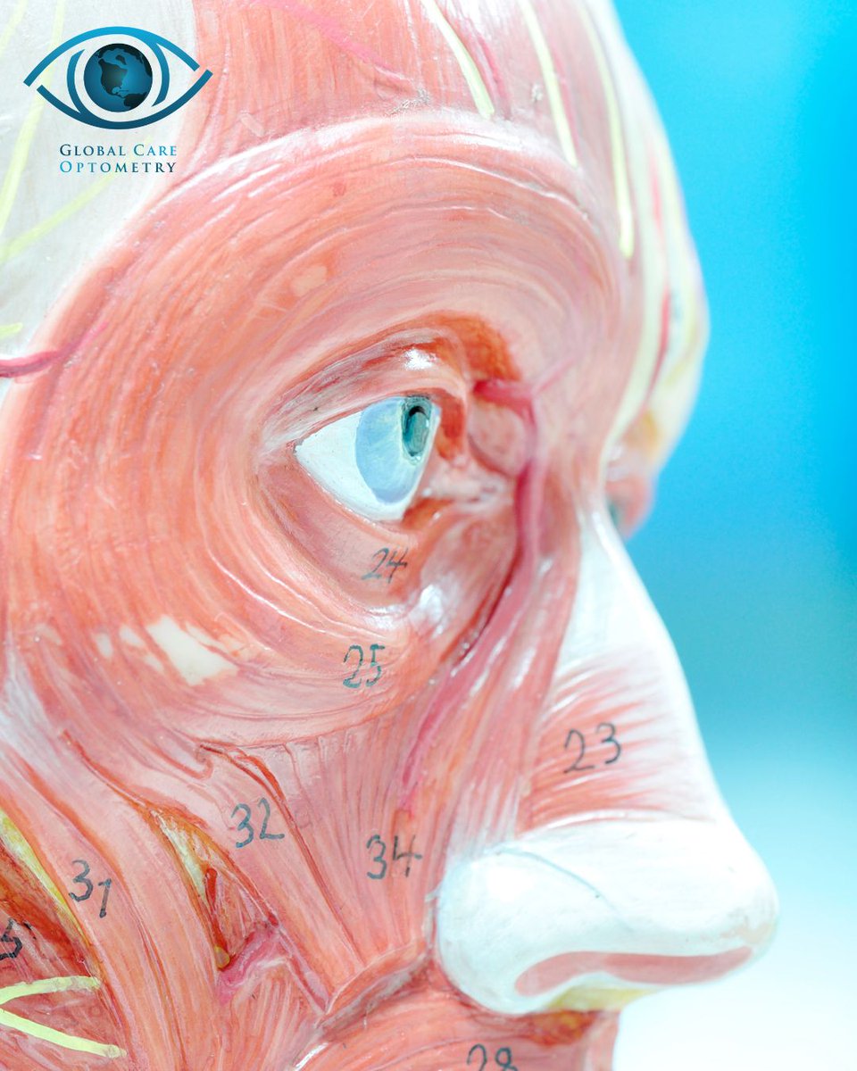 #FunFact: 👀 Your eyes are the fastest muscles in your body. They contract in less than 1/100th of a second!

#optometry #globalcare #eyecare #awareness #careers #eyedoctors #graduates #rewardingcareer #doctors #eyes