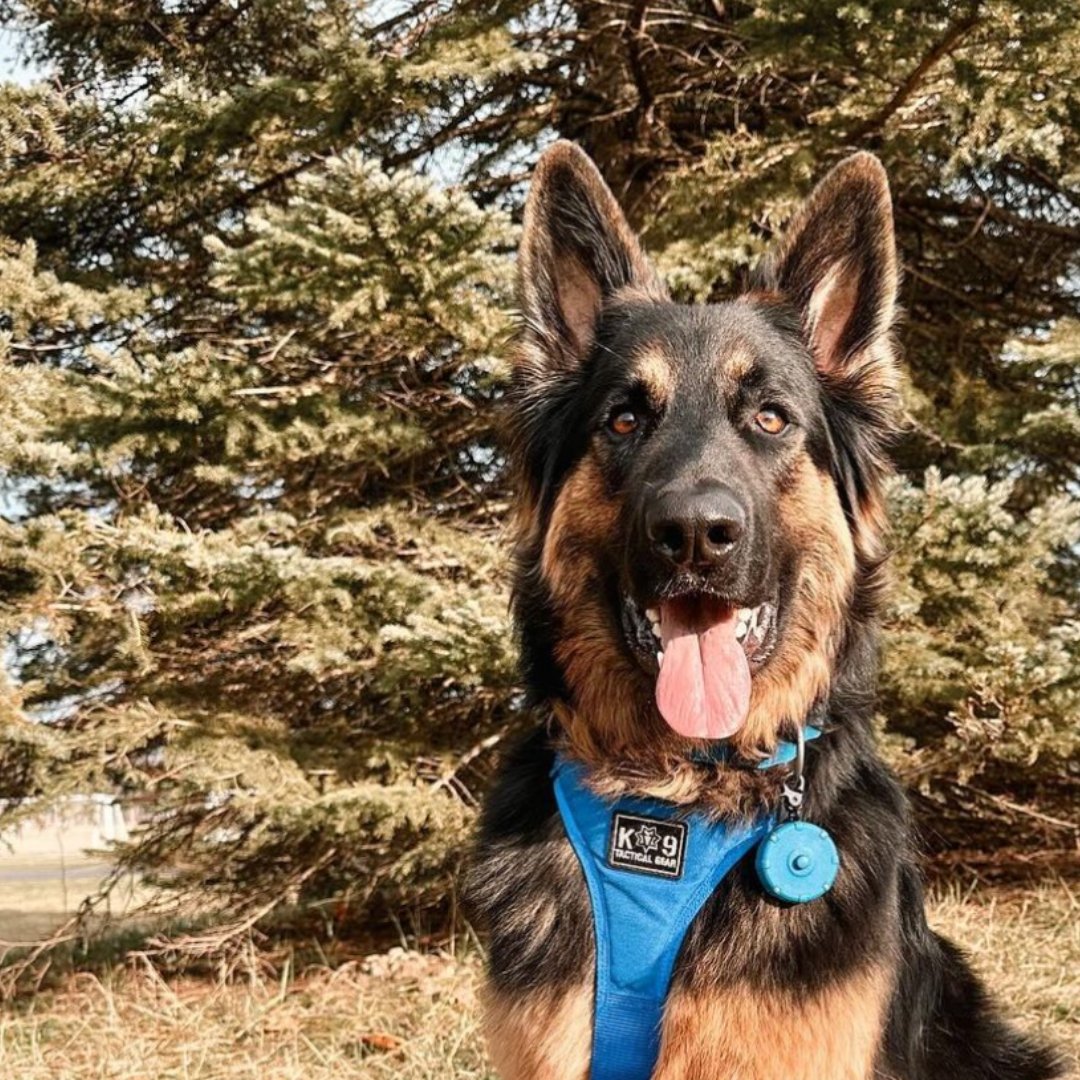 LazyLeash's tweet photo. This pup's signature style? A palette dominated by the calming hues of blue! 💙 His Lazy Leash is the perfect accessory to keep him safe on hikes while complementing his impeccable taste.

#DogWalkingEssentials #StylishDogGear #TangleFreeLeash https://t.co/U6iuDkM8Kg