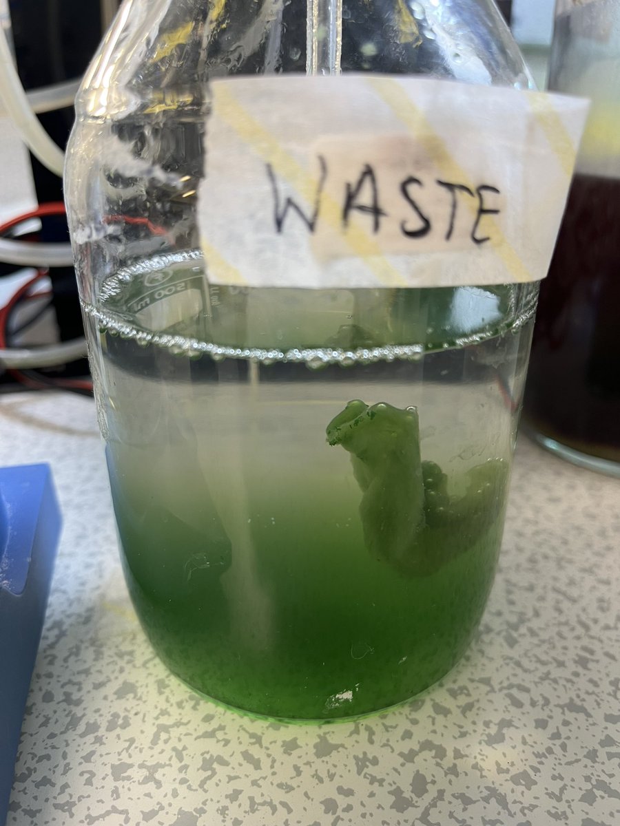 Algae in the waste of our home-made automated microbial evolution machine (or is it a sea slug?) 🧪