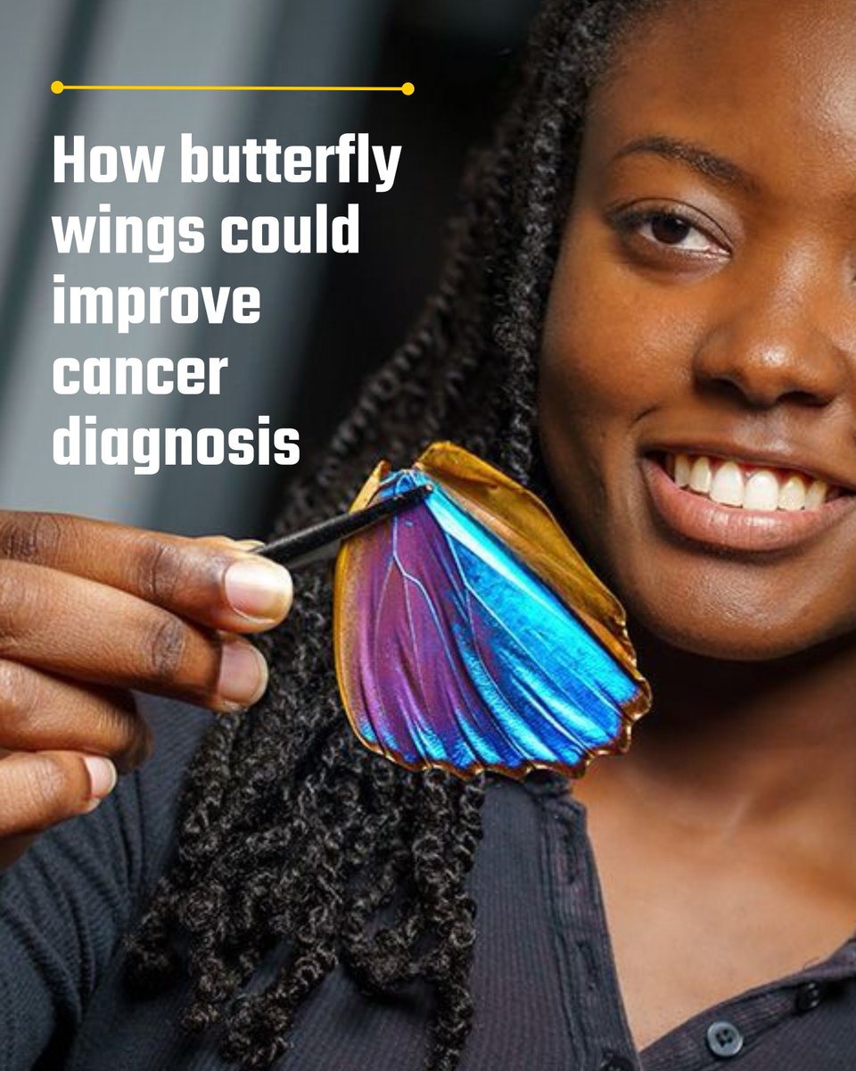 UCSanDiego's tweet image. Using the microscopic structures found on the wings of the Morpho butterfly, researchers have developed a simple and inexpensive way to analyze cancer biopsy samples that could make cancer diagnosis faster &amp;amp; more accurate and accessible worldwide. 🦋 bit.ly/41qeBuL