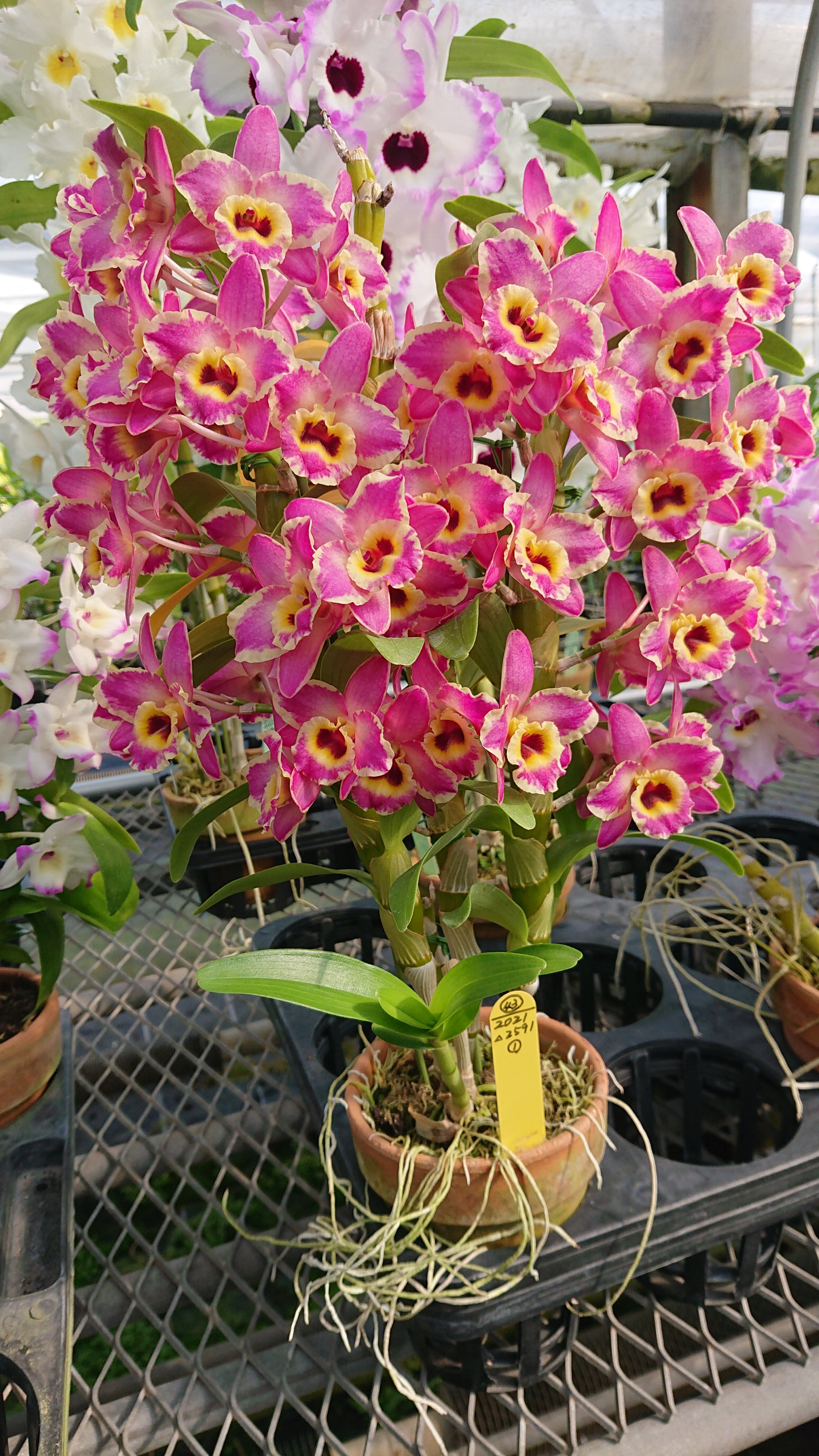 Yahoo!オークション -「洋蘭 holcoglossum」(花) (鉢植え)の落札