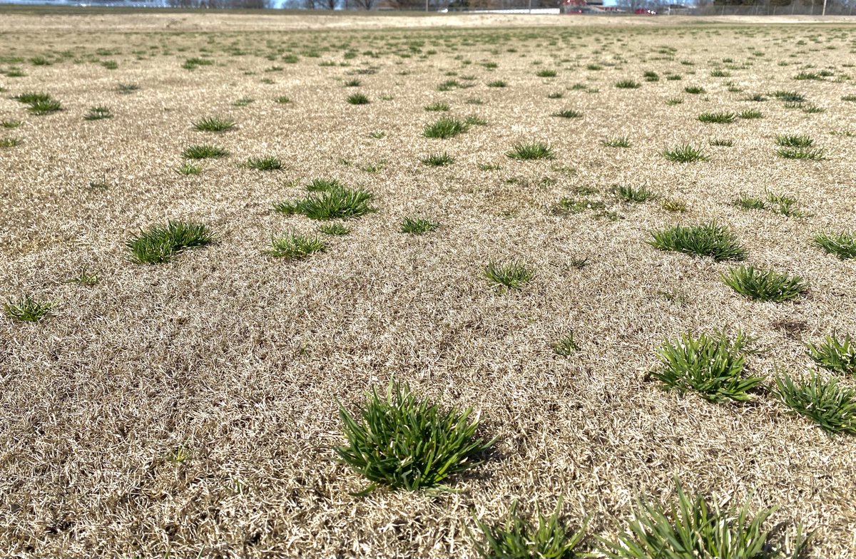 Wendell Hutchens (@hutchenswendell) on Twitter photo Annual bluegrass having fun in dormant bermudagrass mown low and not treated with pre-emerge herbicides. <a href="/ThatWeedsDoc/">Hannah Wright-Smith</a> <a href="/ArkansasTurf/">Mike Richardson</a> <a href="/samTURFkreinbrg/">Samuel T. Kreinberg</a> Annual bluegrass having fun in dormant bermudagrass mown low and not treated with pre-emerge herbicides. <a href="/ThatWeedsDoc/">Hannah Wright-Smith</a> <a href="/ArkansasTurf/">Mike Richardson</a> <a href="/samTURFkreinbrg/">Samuel T. Kreinberg</a>