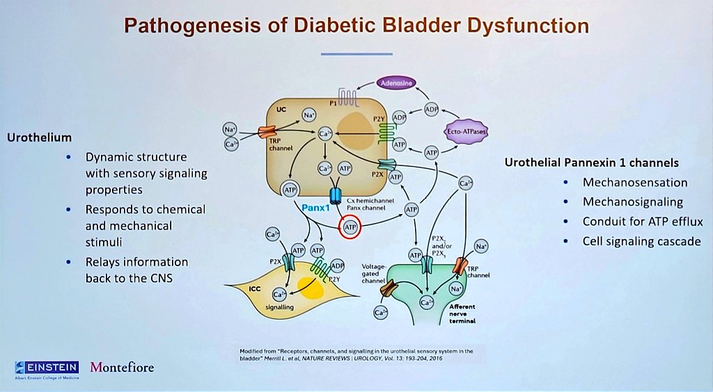 Nitya (@nityaabraham) on Twitter photo Akash Sharma presenting on pannexin 1 channel blocker for diabetic bladder overactivity at #SUFU2025 #SUFU25 🤩
Research mentored by <a href="/SylviaSuadicani/">Sylvia Suadicani</a> Akash Sharma presenting on pannexin 1 channel blocker for diabetic bladder overactivity at #SUFU2025 #SUFU25 🤩
Research mentored by <a href="/SylviaSuadicani/">Sylvia Suadicani</a>