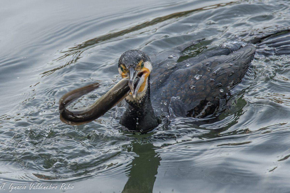 DocNatureBlog's tweet photo. DocNatureBlog: De pajareo por la Ría de Avilés (Parte 2/2). Cormo... https://t.co/llgX24xZNC https://t.co/1T4vWcgX69