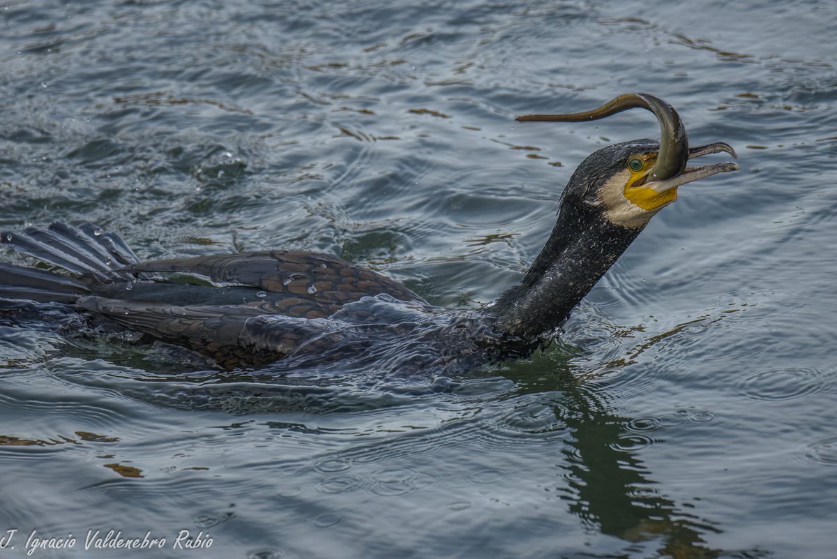 DocNatureBlog's tweet photo. DocNatureBlog: De pajareo por la Ría de Avilés (Parte 2/2). Cormo... https://t.co/llgX24xZNC https://t.co/1T4vWcgX69