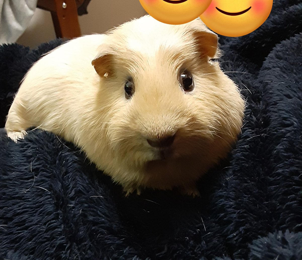 うちの子は今日も可愛い😊