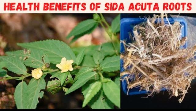 Forget about GINSENG, look for the roots of  SIDA  ACUTA (Stubborn Grass) 
Wash thoroughly, sun-dry for a day.. 

Chew the roots every morning to cure Impotency, ERECTILE DYSFUNCTION, Premature Ejaculation. 

Other ways to use the root 👇
Stuff plenty of the roots into a big