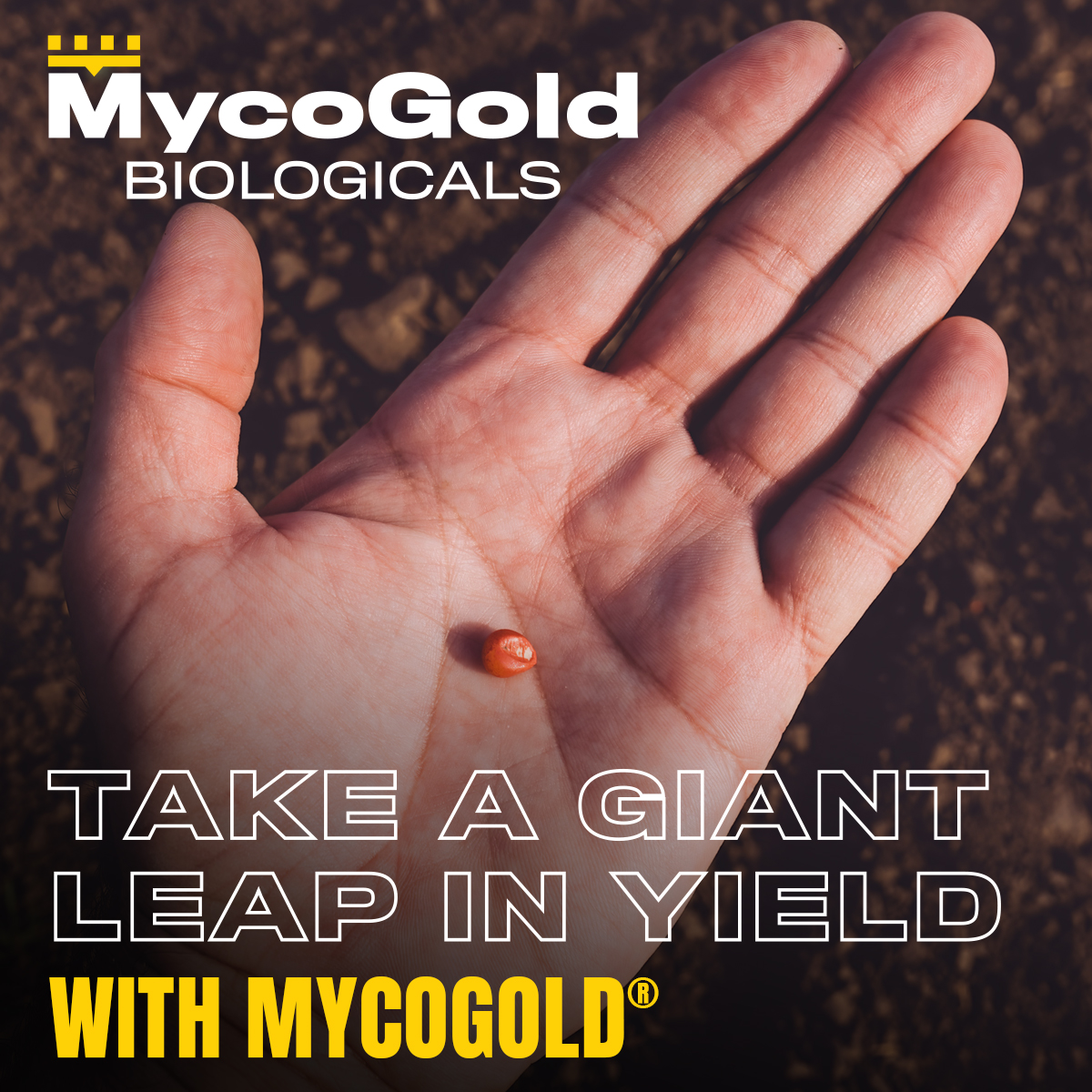 MycoGold's tweet photo. Seed inoculation helps boost yields—all while cutting input costs. Here’s how your crops benefit:
✅ Better nutrient uptake ✅ Stronger disease resistance ✅ Healthier soil year after year.
Give your crops the best start at https://t.co/Eu0IRsrL9B. Dealer opportunities available. https://t.co/JLXLbMt9qY