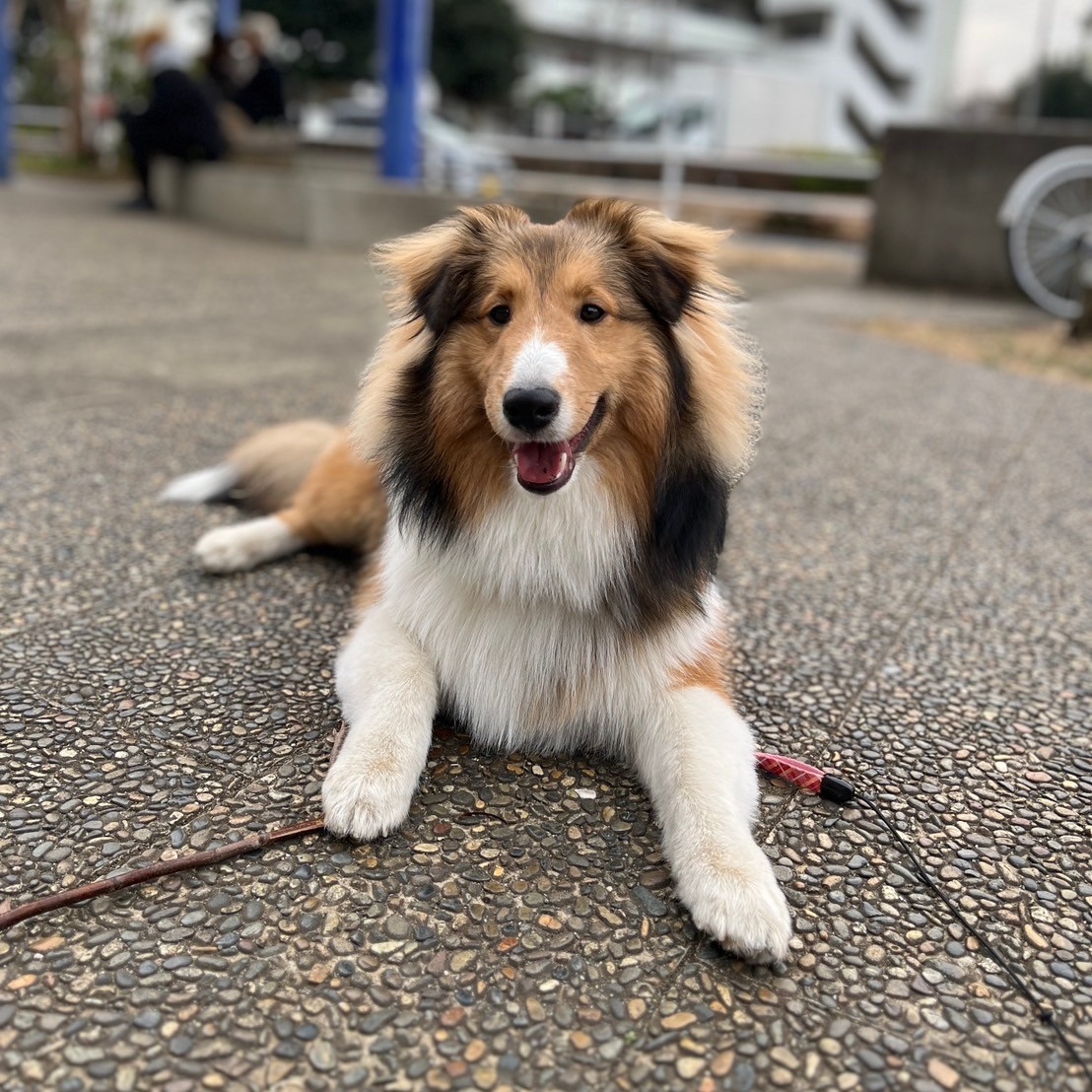 #新しいプロフィール画像
バイクを売って早１年。
その後、子供達がずっと前から犬が欲しいと言ってたので、勢いで飼いました😁
今日からバイク垢から犬垢に変更します🙇