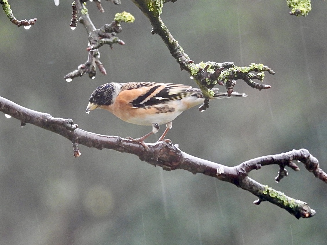 My first Brambling of the year, in my damp #Northumberland garden this morning <a href="/NTBirdClub/">Northumberland & Tyneside Bird Club</a>
<a href="/BirdGuides/">BirdGuides</a> <a href="/freebirdnewsuk/">Free Rare Bird News, UK 🇬🇧</a> <a href="/RSPBEngland/">RSPB England</a>
<a href="/RSPBbirders/">RSPB Birders</a> <a href="/Natures_Voice/">RSPB</a> <a href="/_BTO/">BTO</a> <a href="/BTO_Northum/">Northumberland BTO</a>