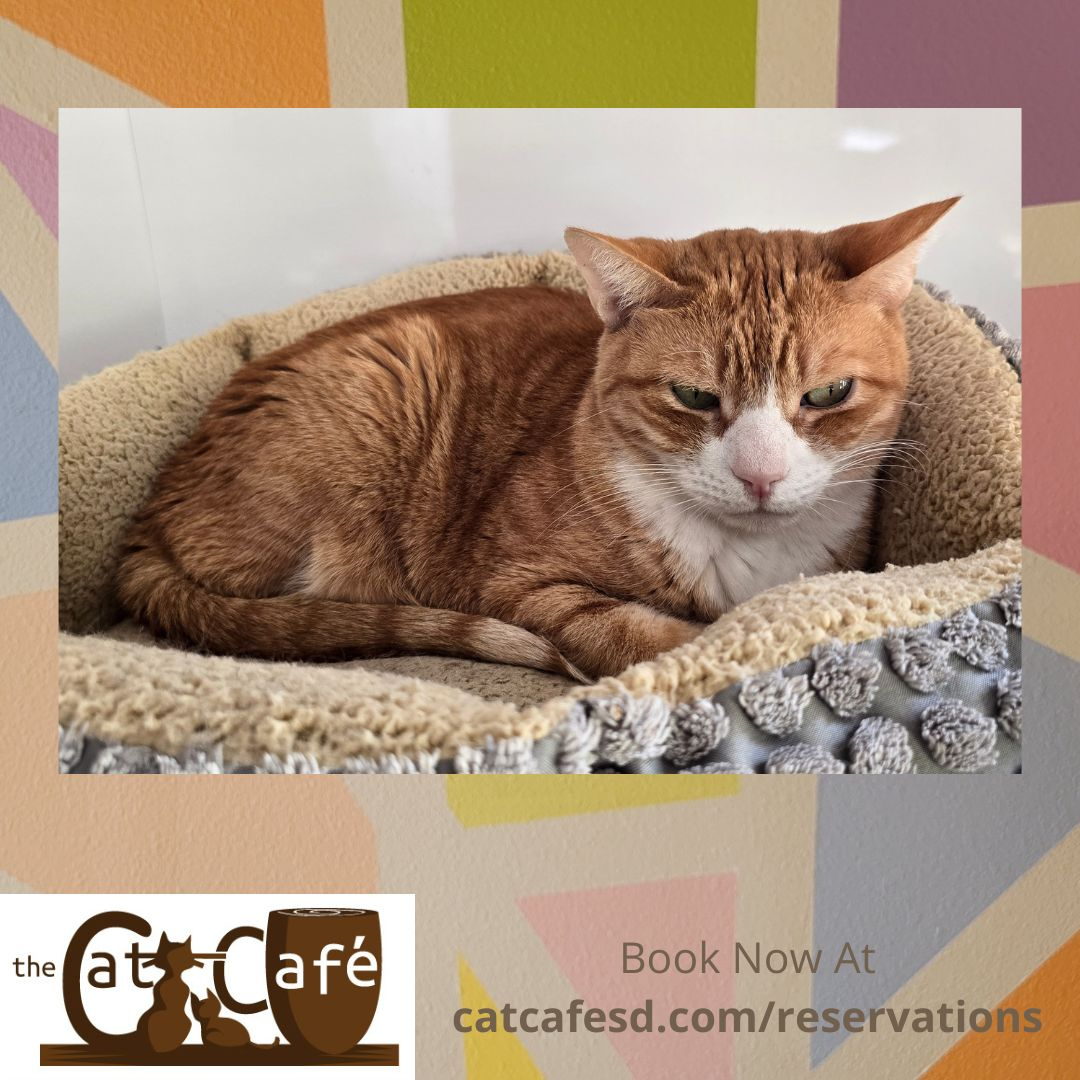 Handsome Smish is gaining more confidence and likes to interact with people throughout the day. #catcafesd
