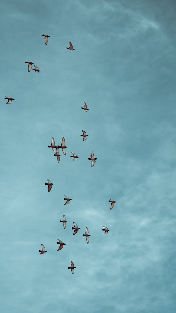Unas palomitas, no de maíz, por los cielos de Bragança.