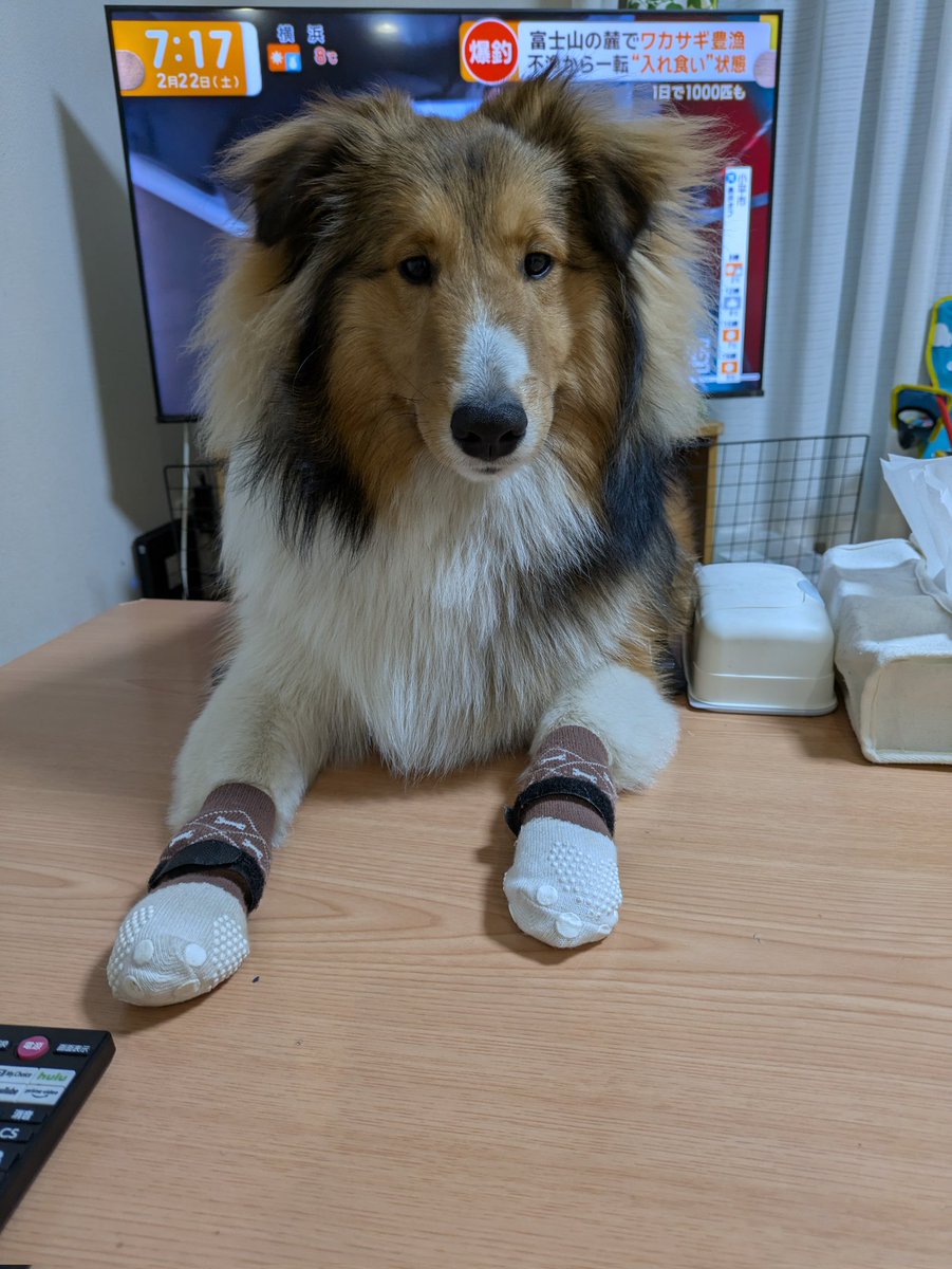 現在の楽希（らき）　
家に迎えて早８ヶ月
当初は5キロ　　現在15キロ（笑）
大きいシェルティに育ちました😍
今はモチモチボディ離脱計画実行中🤣