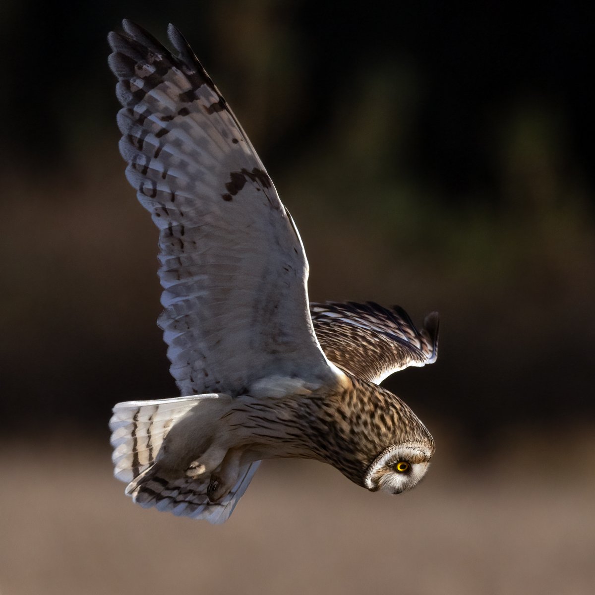Michael Brady (@mbnewcastle) on Twitter photo Fantastic numbers of Short-eared owls wintering in #Northumberland <a href="/NTBirdClub/">Northumberland & Tyneside Bird Club</a> <a href="/NorthWildlife/">Northumberland Wildlife Trust</a> this year. What a treat to see. <a href="/WildlifeMag/">BBC Wildlife</a> <a href="/BBCSpringwatch/">BBC Springwatch</a> #SEO <a href="/CanonUKandIE/">Canon UK and Ireland</a> Fantastic numbers of Short-eared owls wintering in #Northumberland <a href="/NTBirdClub/">Northumberland & Tyneside Bird Club</a> <a href="/NorthWildlife/">Northumberland Wildlife Trust</a> this year. What a treat to see. <a href="/WildlifeMag/">BBC Wildlife</a> <a href="/BBCSpringwatch/">BBC Springwatch</a> #SEO <a href="/CanonUKandIE/">Canon UK and Ireland</a>