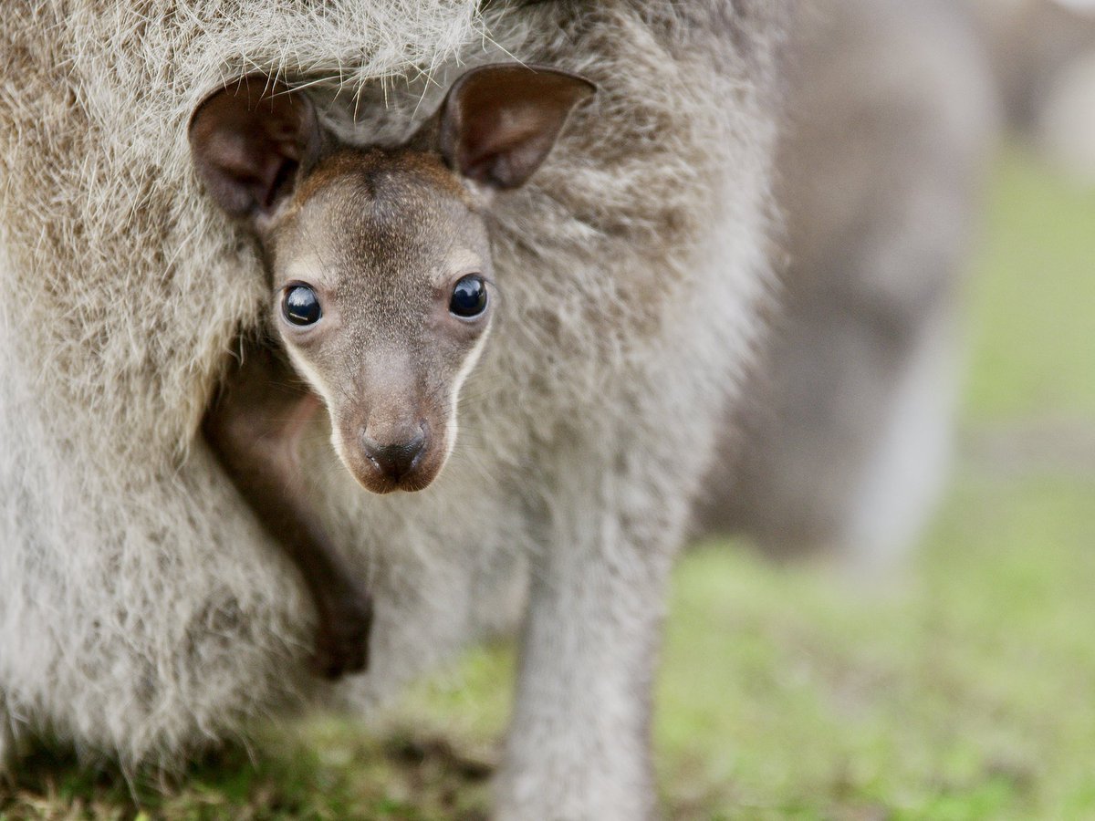 Baby Joey alert! 🦘 These little ones are just starting to poke their heads out, we can’t wait for you to meet them!

#babyanimals #cuteanimals #joeye #animalslovers #peakwildlifepark