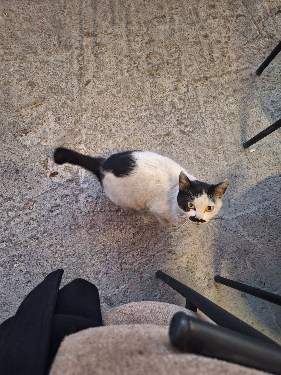 Götü kalpli, bıyıklı kedo🧿🧿🧿