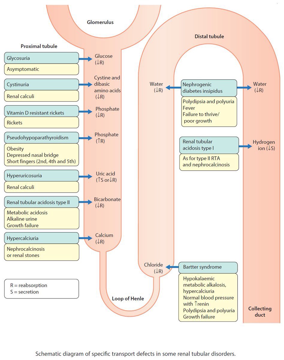 Owner_X429's tweet photo. Renal tubules the forgotten Horse 🐎 https://t.co/PXqIxHP1HT