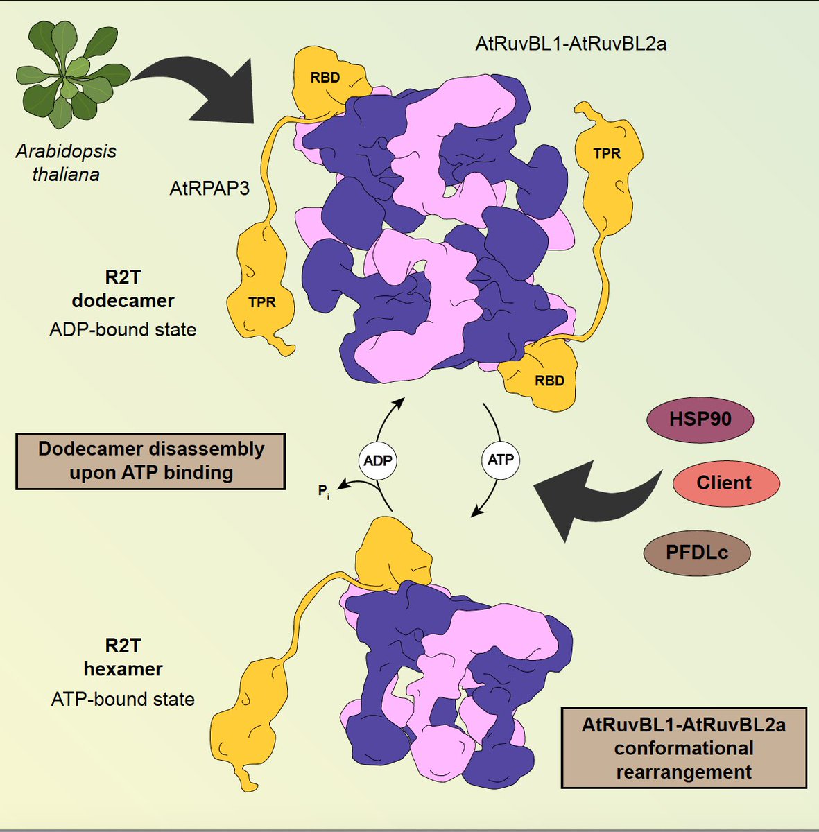 david alabadà 🍊 dalabadi.bsky.social (@alabadidavid) on Twitter photo Hi, we have published a study in <a href="/Structure_CP/">Structure</a> that you may like it! This work is the result of a fantastic collaboration between our group <a href="/IBMCP/">IBMCP - Instituto de BiologĂa Molecular y Celular</a> and <a href="/LlorcaLab/">Llorca lab</a> (<a href="/CNIOStopCancer/">CNIO Stop Cancer</a>), aimed at understanding the role of the HSP90 cochaperone R2T in plants doi.org/10.1016/j.str.… 👇 Hi, we have published a study in <a href="/Structure_CP/">Structure</a> that you may like it! This work is the result of a fantastic collaboration between our group <a href="/IBMCP/">IBMCP - Instituto de BiologĂa Molecular y Celular</a> and <a href="/LlorcaLab/">Llorca lab</a> (<a href="/CNIOStopCancer/">CNIO Stop Cancer</a>), aimed at understanding the role of the HSP90 cochaperone R2T in plants doi.org/10.1016/j.str.… 👇