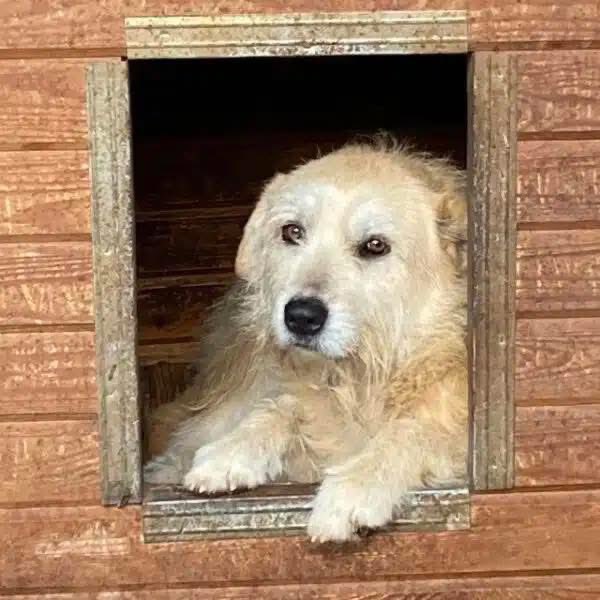 ProDogRomania's tweet photo. SHANI

Die wunderschöne SHANI begrüßte uns freundlich als wir den Kennel betraten. Sie war immer in unserer Nähe und beobachtete neugierig, was wir machen. Leckerchen nahm sie, wenn wir sie ihr hinlegten.

🖍 Profil: https://t.co/BKyR2b2nmT
 
📧 Kontakt: info@prodogromania.de https://t.co/HXBk7GCXJh