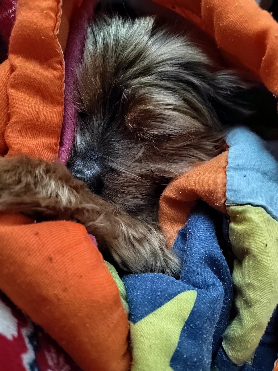 Me diste tus mejore trece años de vida, espero reencontrarme contigo de nuevo, te quiero mucho mi Regaliz❤️