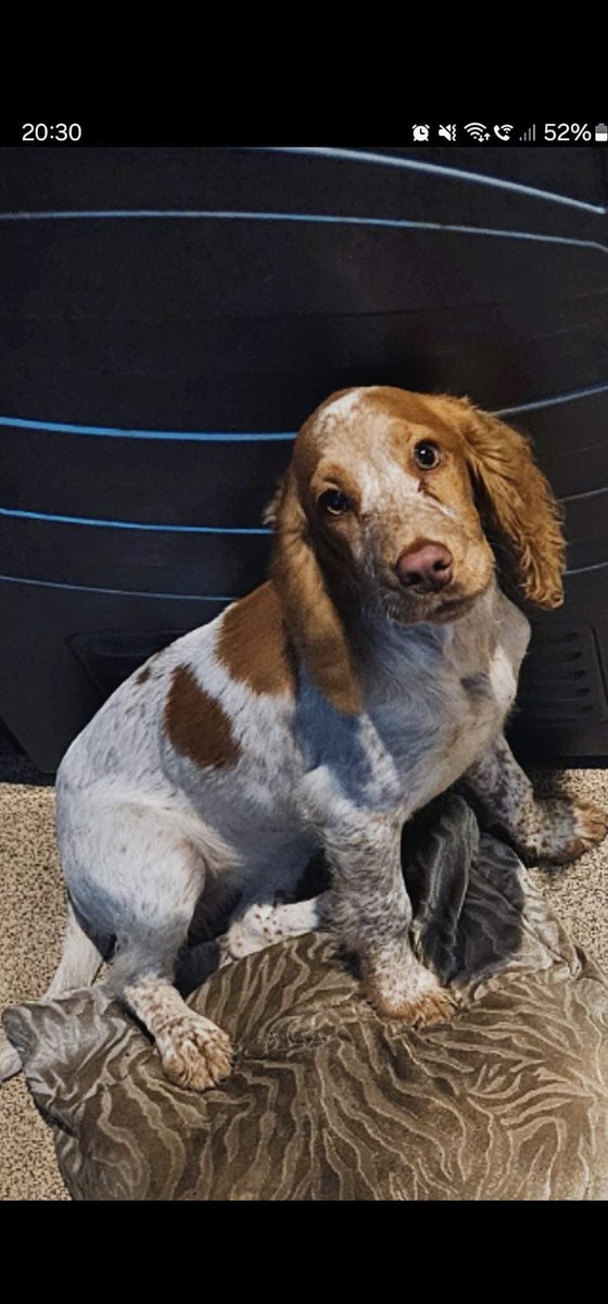 rosieDoc2's tweet image. #SpanielHour 

REBEL still not found...escaped out of  back garden 1/2/25 #berryfields #Hp18 she&apos;s very friendly and approachable, please keep an eye out thank you 

Getting really concerned…has she been picked up / taken? #Aylesbury 

doglost.co.uk/dog-blog.php?d…

@aylesburylabour