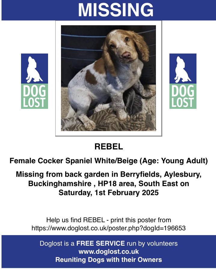 rosieDoc2's tweet image. #SpanielHour 

REBEL still not found...escaped out of  back garden 1/2/25 #berryfields #Hp18 she&apos;s very friendly and approachable, please keep an eye out thank you 

Getting really concerned…has she been picked up / taken? #Aylesbury 

doglost.co.uk/dog-blog.php?d…

@aylesburylabour