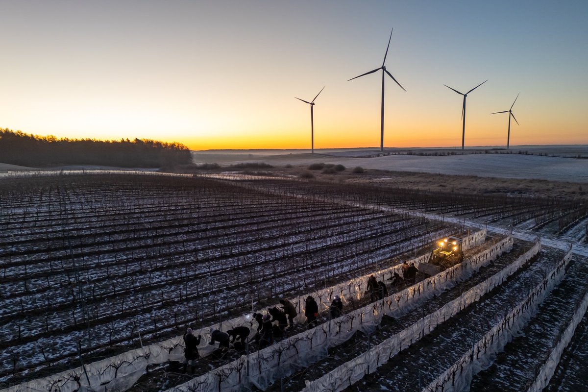 Tak budzi się nowy dzień, tak budzi się wino lodowe. Tych kilka godzin w mroźny poranek na początku zeszłego tygodnia zapamiętamy na bardzo długo. ❄️

🎥 Piotr Piznal Fotografia