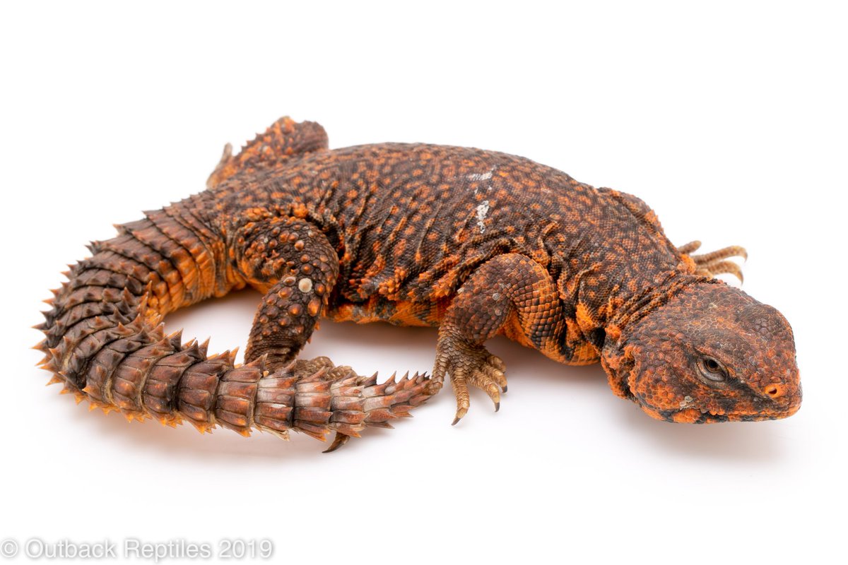 URYComputing's tweet image. lizard of the week is an Uramastyx lizard!