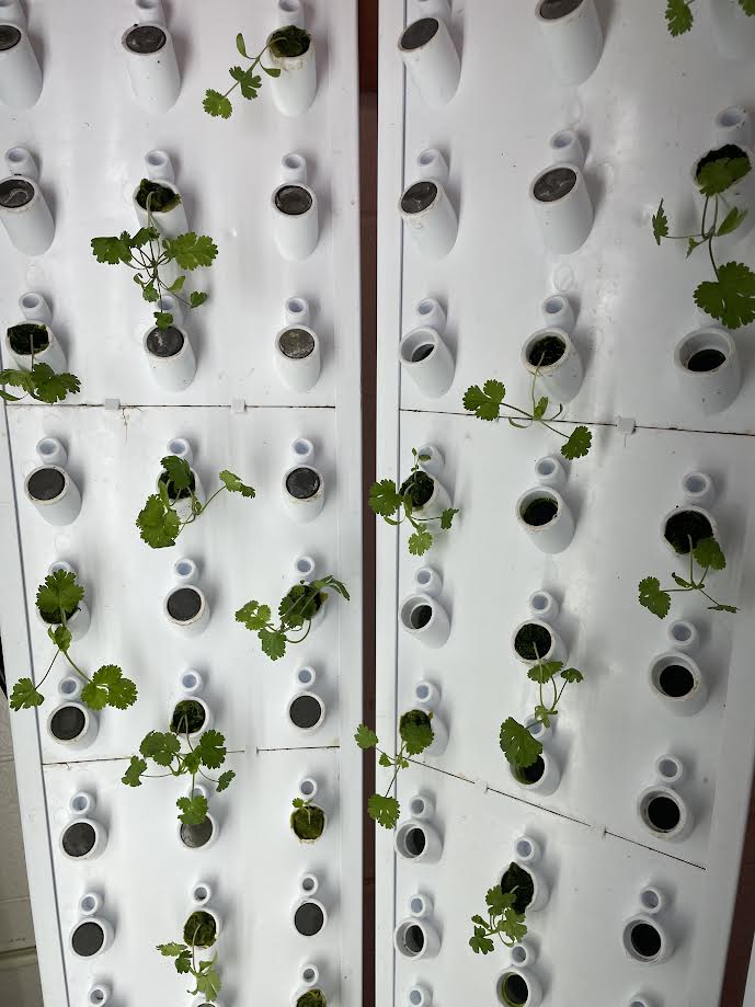 Marshall County CNP (@marshall_cnp) on Twitter photo The DAR High School FFA students are busy growing fresh lettuce and cilantro on the <a href="/ForkFarms/">Fork Farms</a> classroom tower for us to use on the lunch bars. 🥗🥗🥗 <a href="/BreakForAPlate/">Break for a Plate Alabama</a> <a href="/Sweet_Grown_AL/">Sweet Grown Alabama</a> <a href="/FarmtoSchool/">National Farm to School Network</a> The DAR High School FFA students are busy growing fresh lettuce and cilantro on the <a href="/ForkFarms/">Fork Farms</a> classroom tower for us to use on the lunch bars. 🥗🥗🥗 <a href="/BreakForAPlate/">Break for a Plate Alabama</a> <a href="/Sweet_Grown_AL/">Sweet Grown Alabama</a> <a href="/FarmtoSchool/">National Farm to School Network</a>
