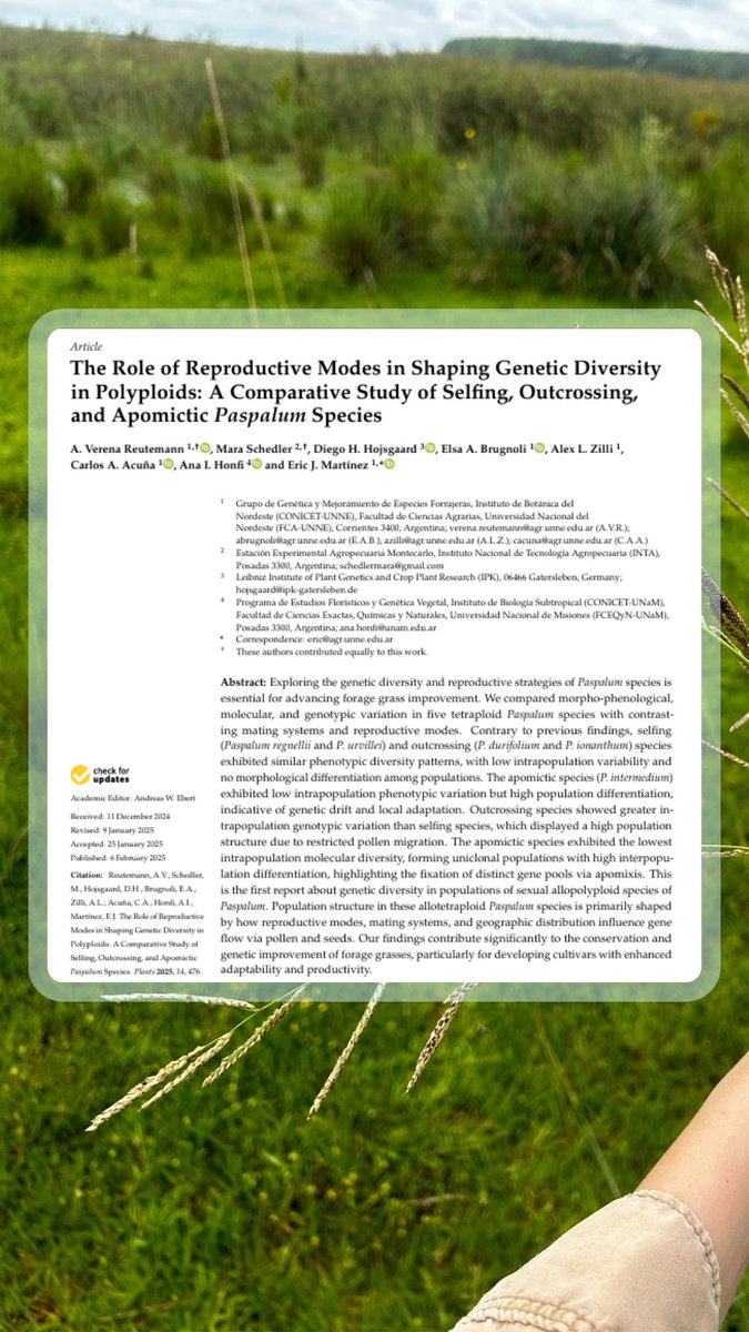 VerenaReutemann's tweet photo. 🆕 How does #apomixis, selfing and outcrossing shape the population structure in #polyploid grasses from South America? 🌾🧬
📲Read about it in:
https://t.co/4NQ2h2Hc2z https://t.co/Yq0lZ1FNtM
