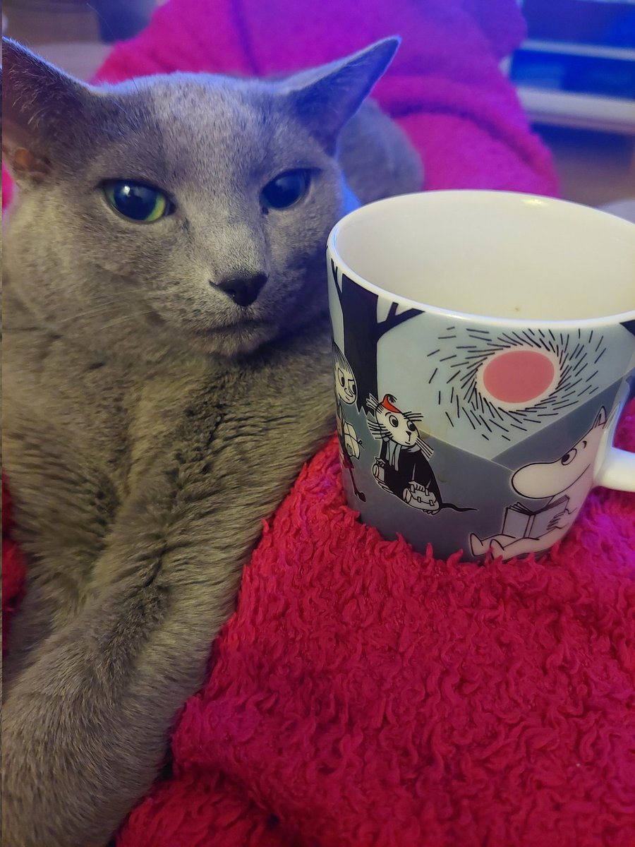 HoitolaLeena's tweet photo. Kissapoikien elämää. Kaukana katala maailma. On vain tämä hetki. #hetki #nyt #kissat https://t.co/tEA2c7wC9d