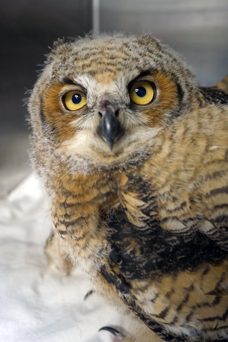 Mark your calendars! The Wildlife Baby Shower at the Wetlands and Wildlife Care Center is set for May 3rd from 10:00 am to 2:00 pm. This annual event is family-friendly, free to attend, and full of learning, excitement, and fun. #WWCC