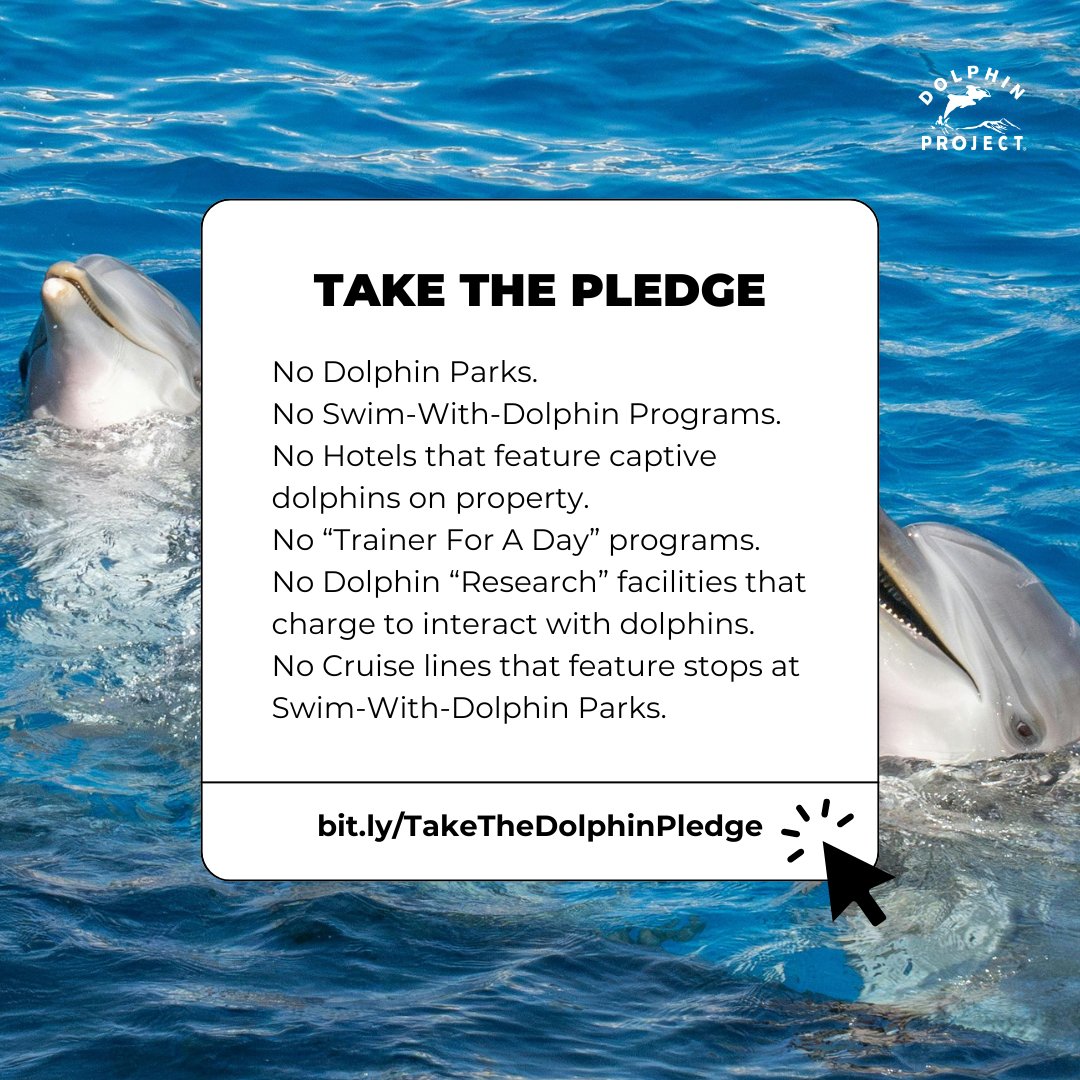 Dolphin Project tweet media