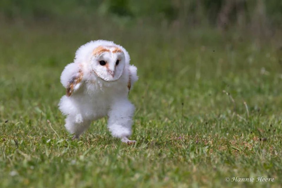 なんか頑張って走ってるフクロウ良く流れてくるけど可愛い