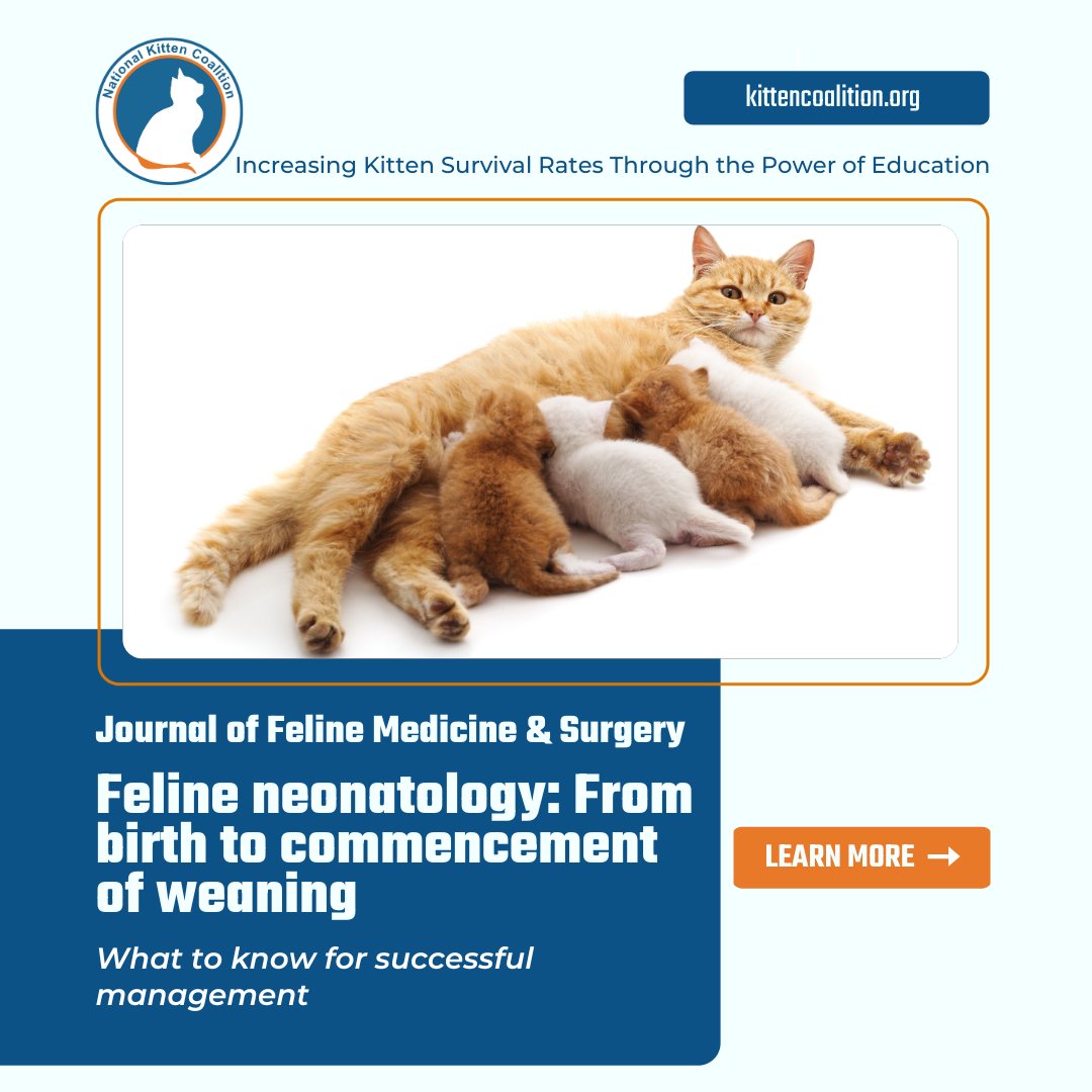 NationalKitten's tweet photo. A study on feline neonatology aims to expand veterinary knowledge about newborn kittens from birth to weaning - an understudied but crucial area of veterinary medicine. https://t.co/qw7cI95DGU
#SaveMoreKittens https://t.co/CCrqMc8vG0