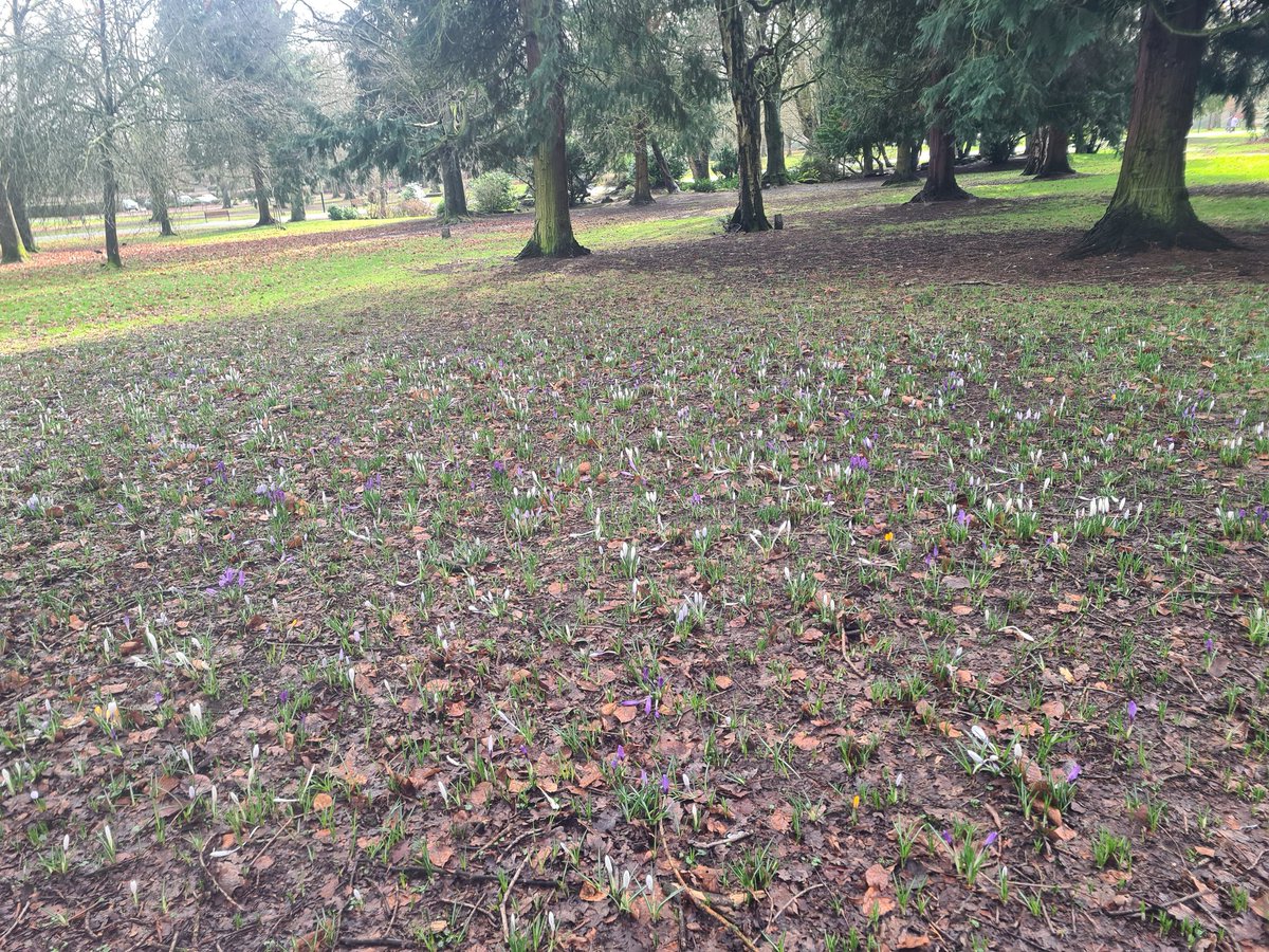 Spring is coming  ♥️
Memorial Park,  Coventry.