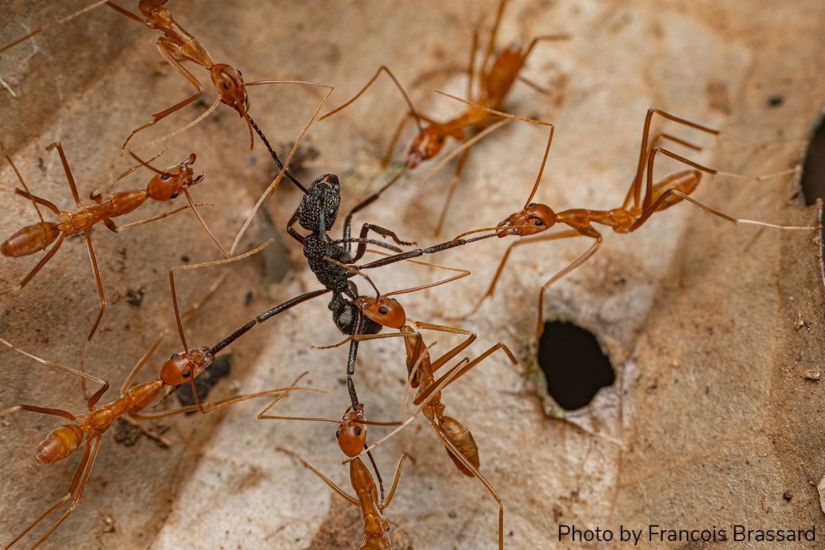 Entomological Society of America (@entsocamerica) on Twitter photo Arthropod Photo of the Week: February 26, 2025
Spider ants attack pony ant
Leptomyrmex sp./Rhytidoponera sp.
Hymenoptera: Formicidae
By François Brassard (<a href="/ant_frank/">frank ant. martinez</a>), Madang, Papua New Guinea
#arthropodPOTW Arthropod Photo of the Week: February 26, 2025
Spider ants attack pony ant
Leptomyrmex sp./Rhytidoponera sp.
Hymenoptera: Formicidae
By François Brassard (<a href="/ant_frank/">frank ant. martinez</a>), Madang, Papua New Guinea
#arthropodPOTW