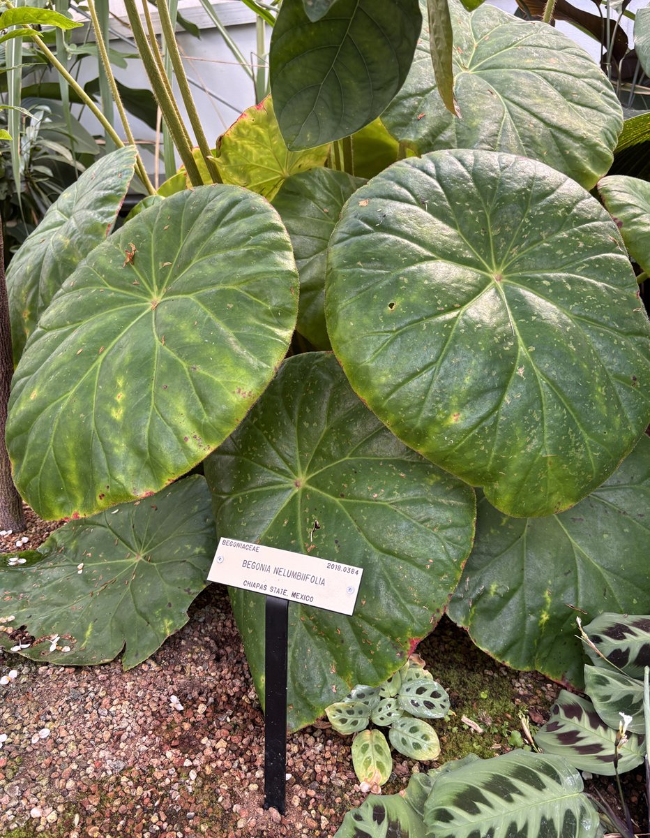 Bloom alert! Check out these spectacular and unusual begonias in the Virginia Haldan Tropical House.  1 &amp; 2: Star leaf begonia (Begonia heracleifolia), 3 &amp; 4: Begonia nelumbiifolia #ucbg #begonia
