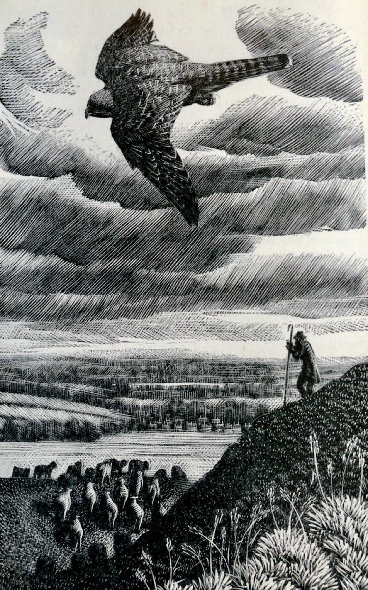 Other work of the Ladybird artists.
'Hawk above the Downs'
Artist: CF Tunnicliffe