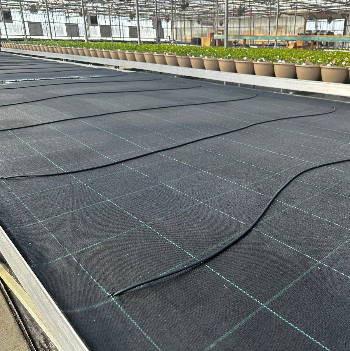 DrammCommercial's tweet photo. Last week Dramm stopped by a great customer, Ebert's Greenhouse Village in Ixonia, Wisconsin, to check out the trials that they have been doing with our Strands Capillary Mat irrigation. 💧🪴   

Learn more about the strands here: https://t.co/iIRVVKgrpQ 

#waterbetter https://t.co/6wCZz6kpeF
